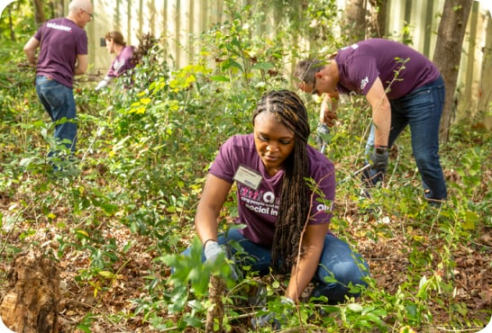 A woman and two men wearing jeans and purple ally volunteer t-shirts are outside in the woods planting trees.